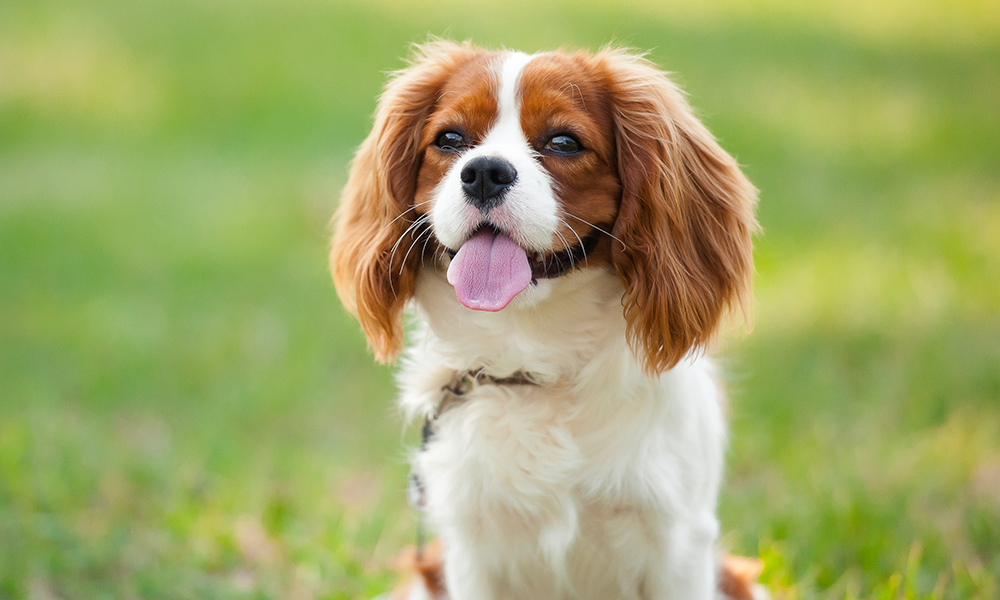 Cavalier