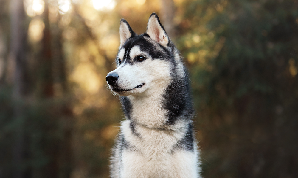 Husky