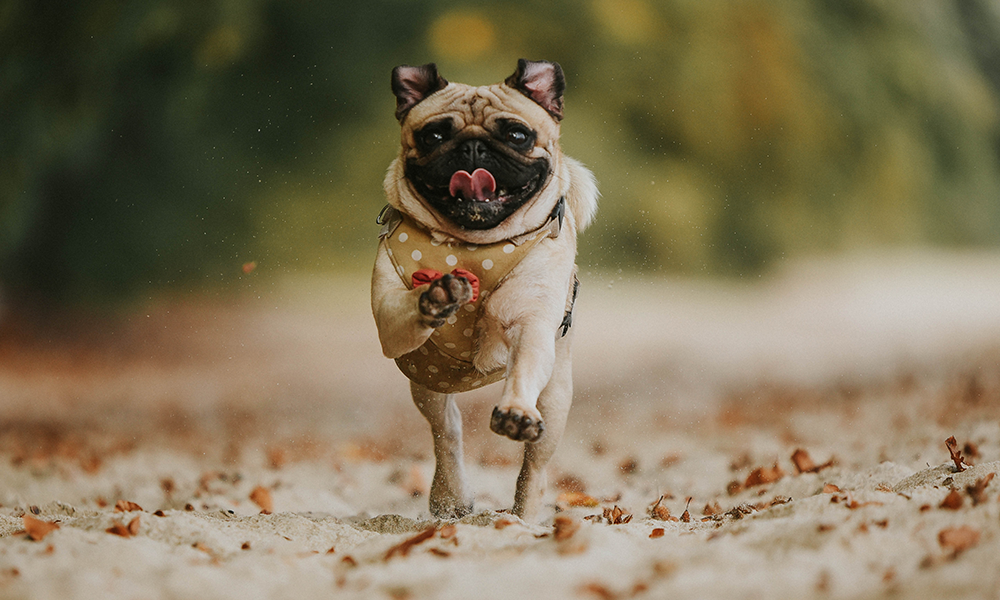Mops