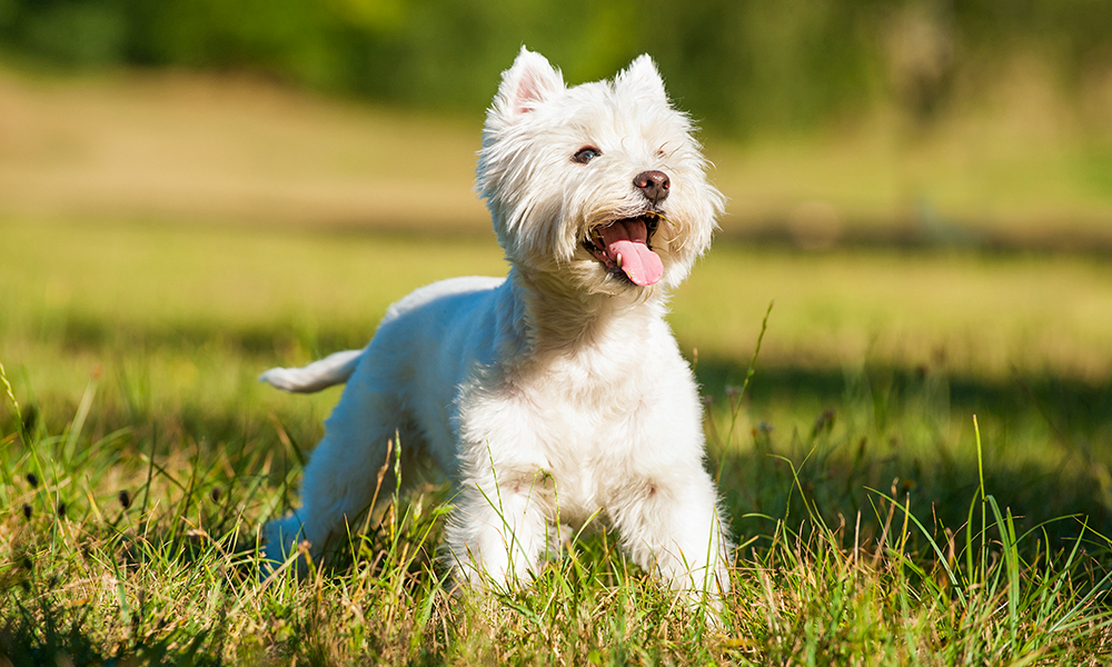 West Highland white terrier